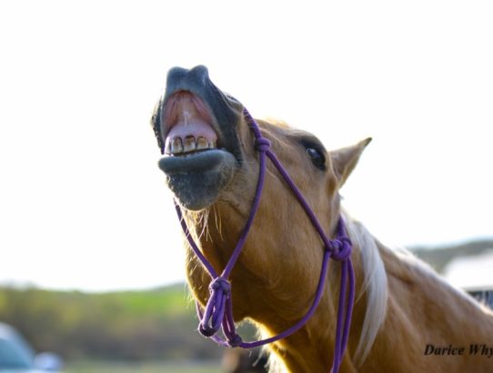 How not to electrolyte your horse