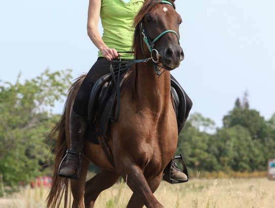 Duck Mountain, Milo, and The Bog
